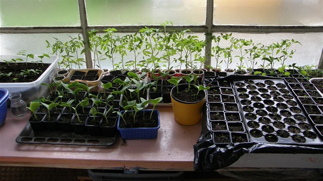 Za oknem vypstujete sazeniky rajat, dn, okurek i dal zeleniny. Jejich poadavky na podmnky pi klen ovem mohou bt rzn.  