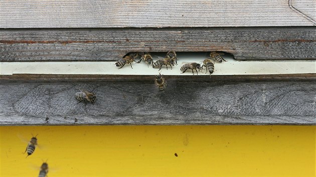 Petr Eminger z Lomu na Mostecku se včelaření věnuje šest let. Je také majitelem včelí farmy.