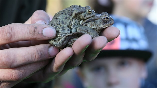 S transferem žab u rybníku v Třebušíně pomáhaly děti ze základní školy ve Velkém Březně.