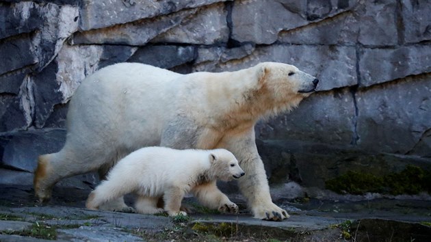 Mld lednho medvda, samika Hertha, ve vbhu v berlnsk zoo Tierpark s matkou Tonjou. (2. dubna 2019)