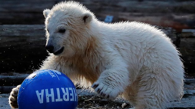 Mld lednho medvda, samika Hertha, si hraje v berlnsk zoo Tierpark s drkem od mstnho fotbalovho klubu. (2. dubna 2019)