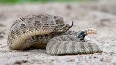 Chestý zelený (Crotalus viridis) je jedovatý zmijovitý had z podeledi...