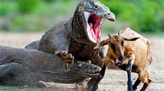 Varan komodský, pezdívaný jako komodský drak, obývá indonéské ostrovy Komodo,...
