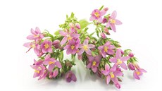 Zem�lu� léka�ská