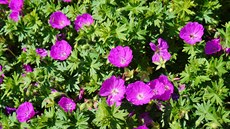 Kakost skvrnitý (Geranium maculatum)