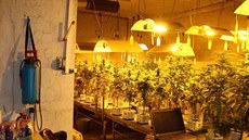 Policisté v obci poblí lapanic na Brnnsku objevili pstírnu marihuany, která...