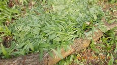 Brn�n�tí strá�níci v �ernovickém hájku odhalili �enu, která nasbírala nejmén�...