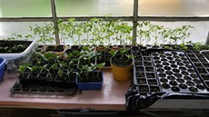 Za oknem vypěstujete sazeničky rajčat, dýní, okurek i další zeleniny. Jejich...