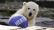 Mlád ledního medvda, samika Hertha, si hraje v berlínské zoo Tierpark s...