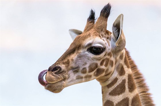 irafí mlád z praské zoo dostalo jméno Matyá (14. 4. 2019).