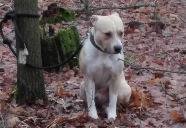 Majitel svého psa uvázal v hlubokém lese.