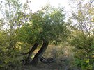 Staré jablon z Geoparku Ralsko