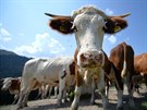 Krávy na pastvinách v Bavorsku (1. srpna 2018)