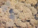 Trdlit skokana hndého v Národním parku Podyjí