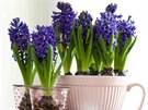 Hyacinty jsou vdnou dekorací stolu pro kadé svátky. Jen pozor na jejich...
