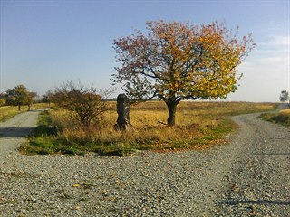 Staré jabloně v Geoparku Ralsko