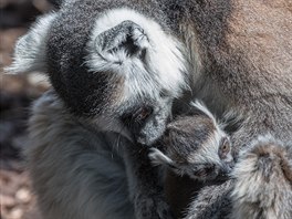 Lemuří samice Anka se svým prvním mládětem (nar. 16. 4. 2019)