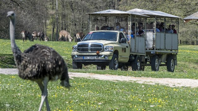 Zoologick zahrada ve Dvoe Krlov nad Labem zahjila otevenm arel africkho a lvho safari hlavn sezonu (19. dubna 2019).