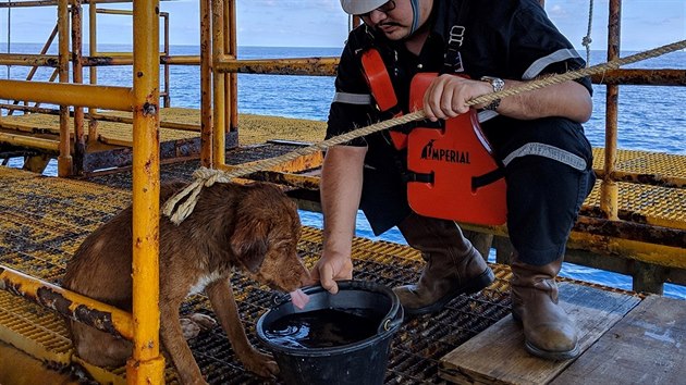 T�a�i ropy zachr�nili psa. Plaval v mo�i 220 kilometr� od thajsk�ho pob�e��. (12. dubna 2019)