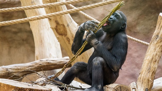 Na Velikonoční pondělí se gorily opět mohou těšit na pomlázky, další zvířata pak na hračky z proutí.