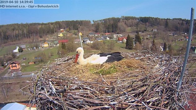 pi bl se staraj o snku na komn v Bohuslavicch (10. 4. 2019).