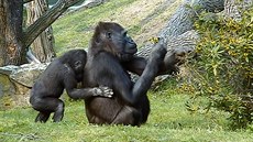 Dubnové poasí cvií i s gorilami. Na snímku malý  Ajabu, který se snaí svou...