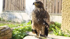 Ve zví�ecí záchranné stanici v Pate�ín� pe�ují mimo jiné i o orla skalního.