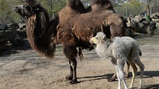 V olomoucké zoologické zahrad se poprvé od roku 2000 podailo odchovat mlád...