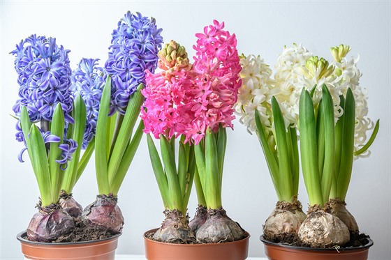 Hyacint (pokojov rostlina kvetouc v zim a na jae)
