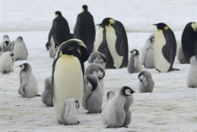 Hledá se dobrodruh na sčítání tučňáků. Organizace inzeruje práci v Antarktidě