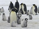 Tuáci se svými mláaty na Antarktid