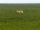 Vlka na poli u Senoat na Humpolecku zachytil v pondlí veer Radek Kosa. (22....