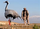 JEÁB. Afghánský lovec se snaí chytit jeába na poli v Bagramu. (15. 4. 2019)