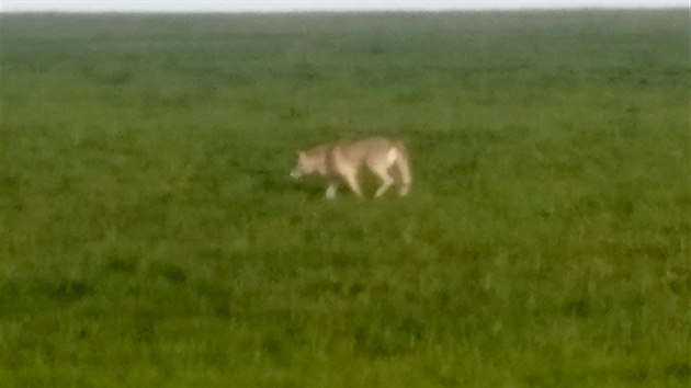 Vlka na poli u Senožat na Humpolecku zachytil v pondělí večer Radek Kosař. (22. dubna 2019)