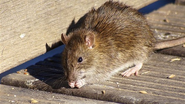 Potkan (ilustra�n� foto)