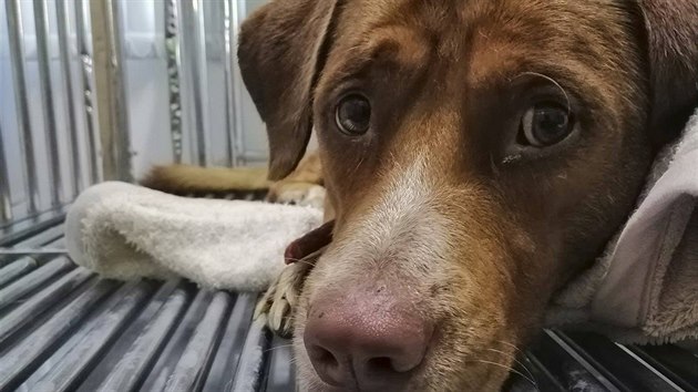 T�a�i ropy zachr�nili psa. Plaval v mo�i 220 kilometr� od thajsk�ho pob�e��. (12. dubna 2019)