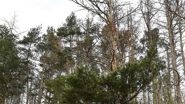 V brnnsk prodn rezervaci Kamenn vrch kvli dlouhodobmu suchu uhynulo asi tisc strom.