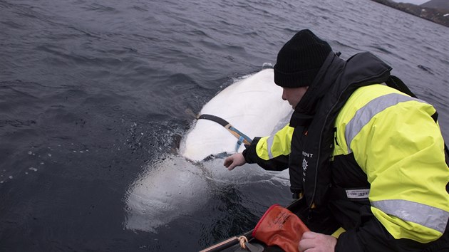 Kolem norskch ryb krouila velryba s popruhem, kterou patrn Rusov cviili pro bojov ely. (26.dubna 2019)