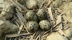 Ochránci pírody pesvdili zemdlce, aby hnízdo ejky chocholaté v poli...