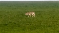 Vlka na poli u Senoat na Humpolecku zachytil v pondlí veer Radek Kosa. (22....