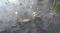 V rybníku Nesyt ve velkém uhynuly ryby