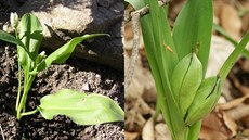 Vlevo esnek medvdí (Allium ursinum), vpravo ocún jesenní (Colchicum...