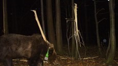 Fotografie sledované medvdice v Palkovických hrkách, v pozadí pokozené lípy,...