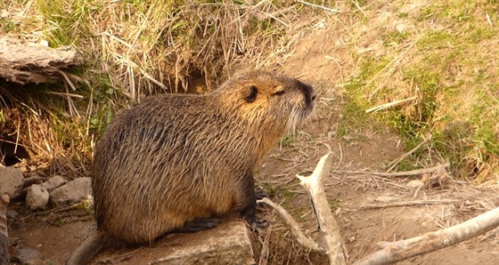 Nutrie na Policku utekla nejspí z domácího chovu