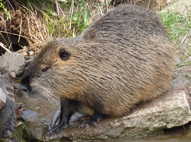 Nutrie se usadila v jedné obci na Policku u kanálu odvádjícího vodu z polí.