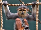 Jako sprvn mld stromovch opic se i mal langui pohybuj v lanov velmi...