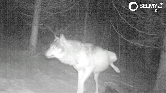 Vlk ze Šluknovského výběžku rozkousal fotopast
