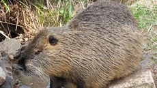 Nutrie se usadila v jedné obci na Policku u kanálu odvád�jícího vodu z polí.