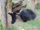 Vzácné medvíd dovádí ve zlínské zoo