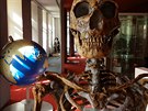 Atrakcí muzea bude neandertálec jako živý